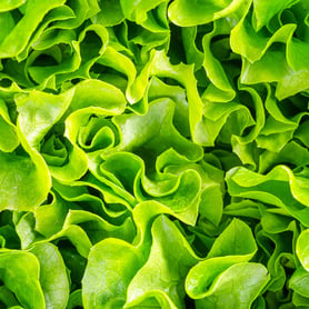 BioControl-Fungicides