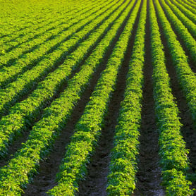 BioControl-Nematicides