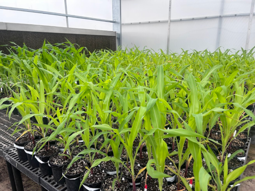 Corn in GH