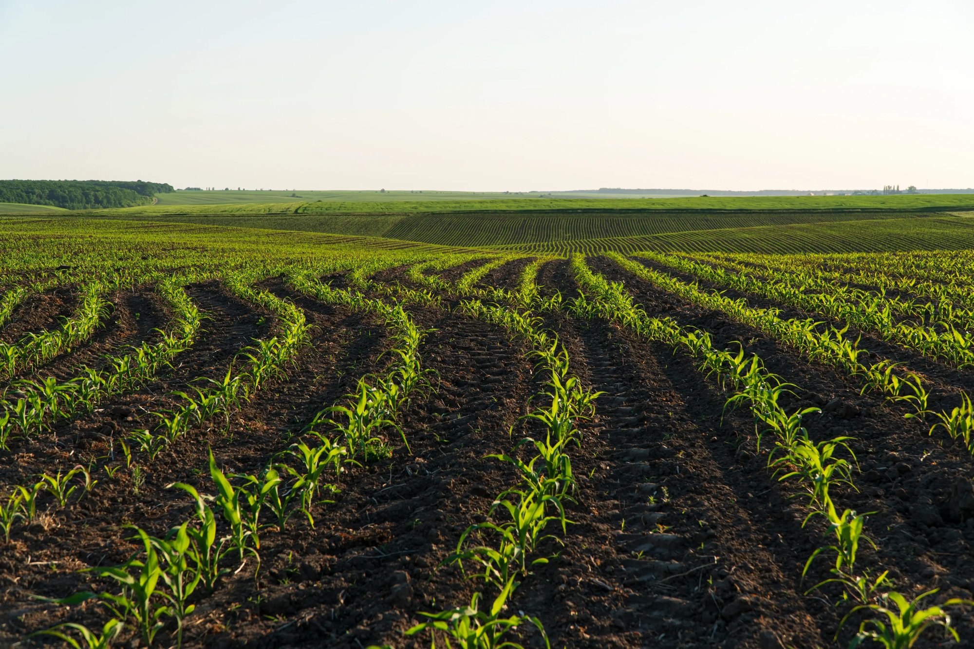 Enabling a Global Fertilizer Leader