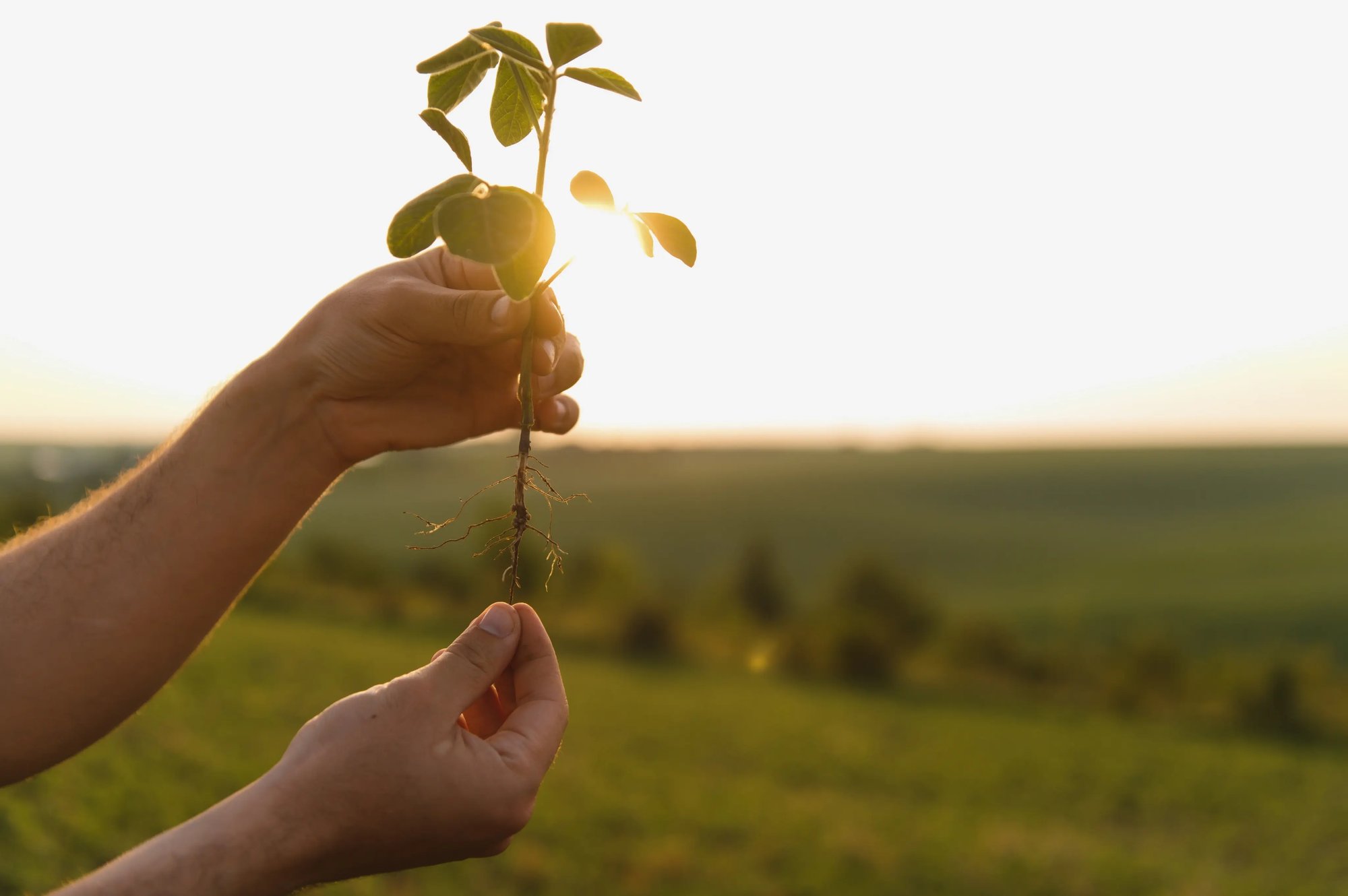 Enabling a Seed Treatment Leader
