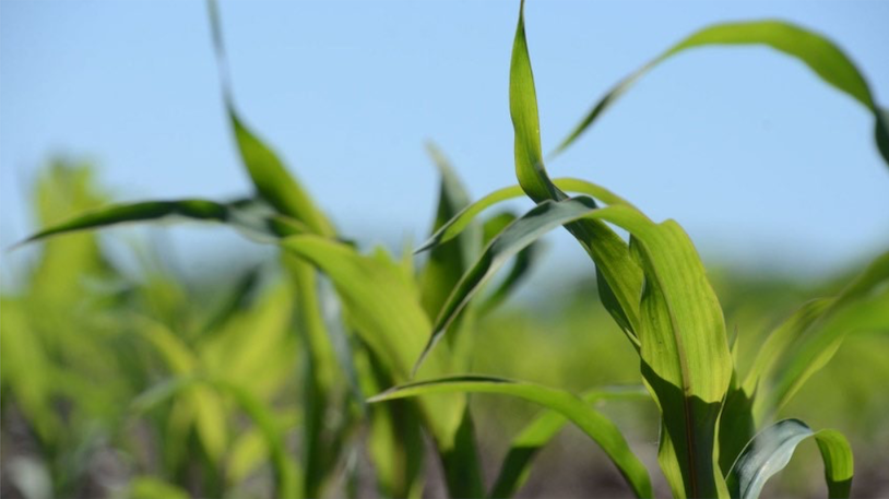 Close up photo of crops in a field.