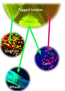 tagged_isolates_sharpened